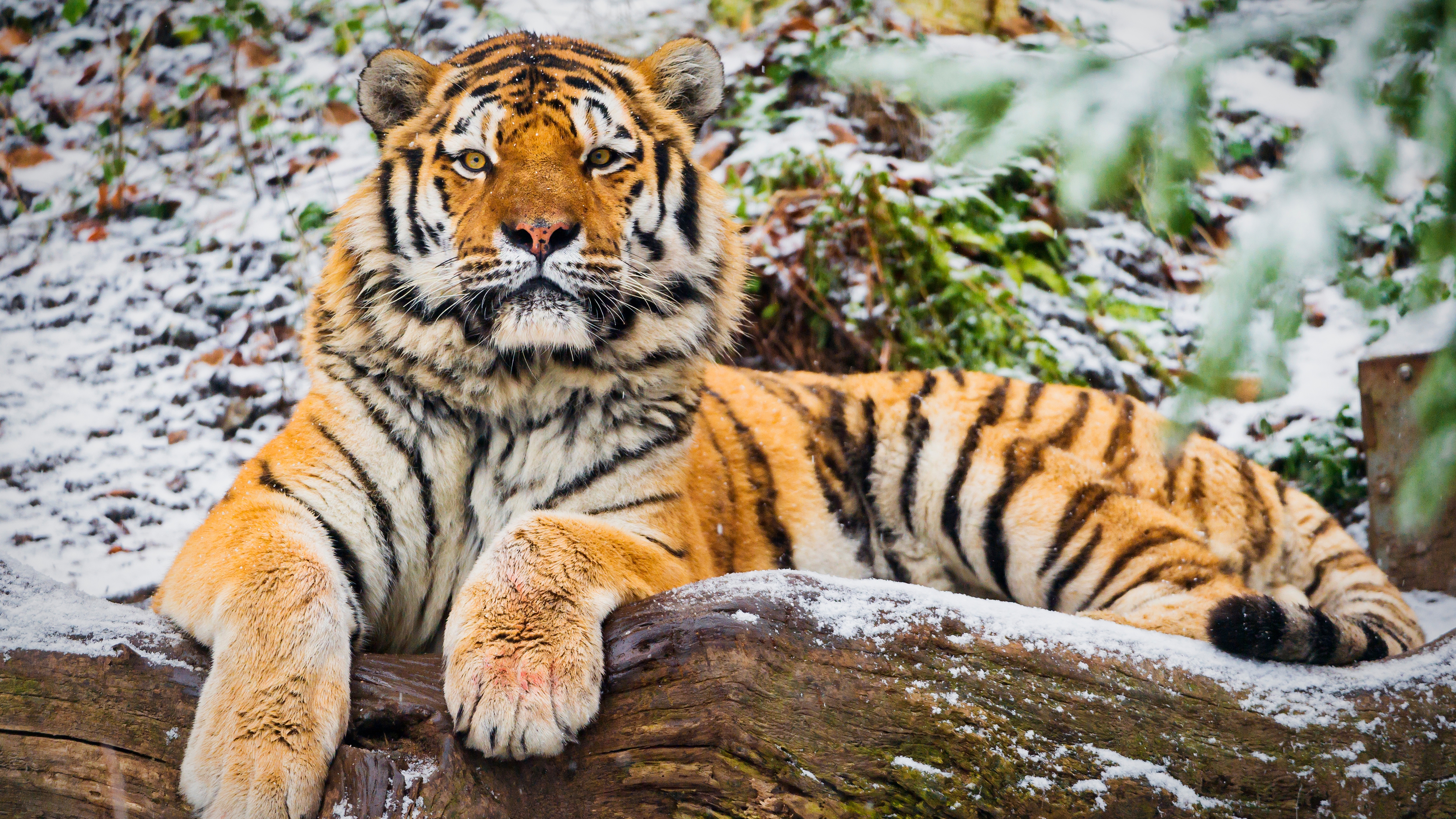 雄伟的西伯利亚虎在冬季躺在大地上休息