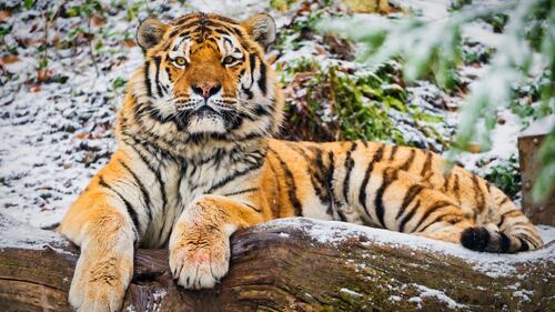 Величественный Сибирский тигр отдыхает лёжа на Земле в зимний период