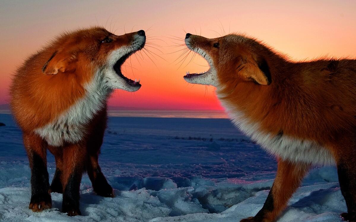 Two foxes at sunset