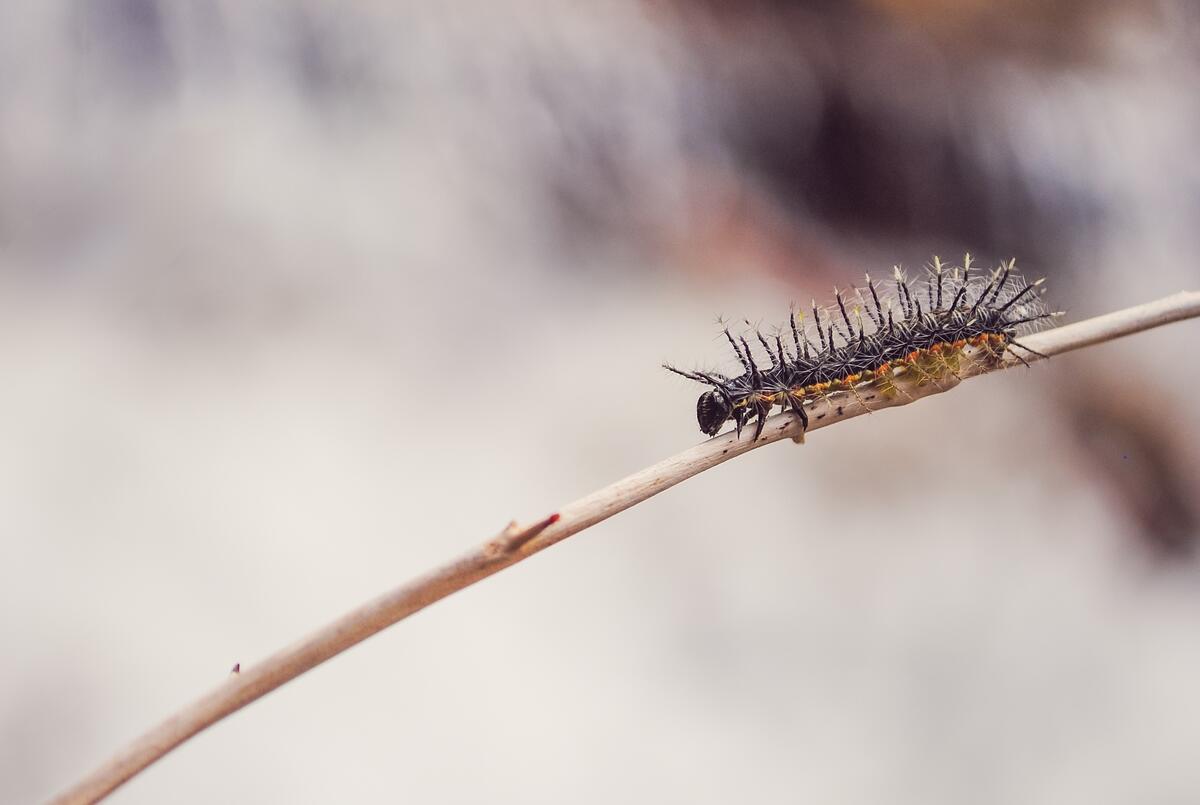 A needle caterpillar crawls on a small twig