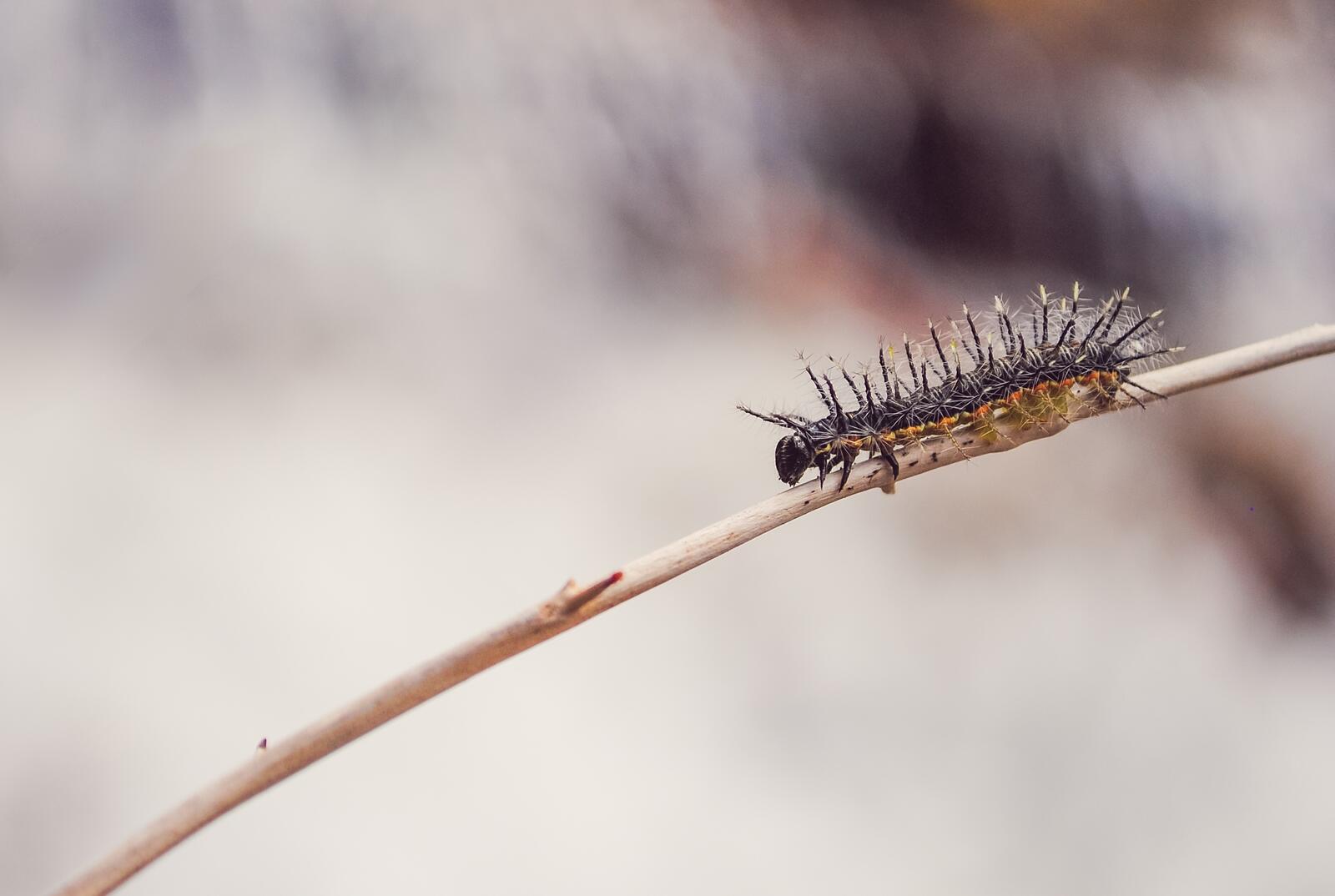Бесплатное фото Игольчатая гусеница ползет по маленькой веточке