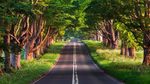 Автомобильная дорога вдоль старинных деревьев