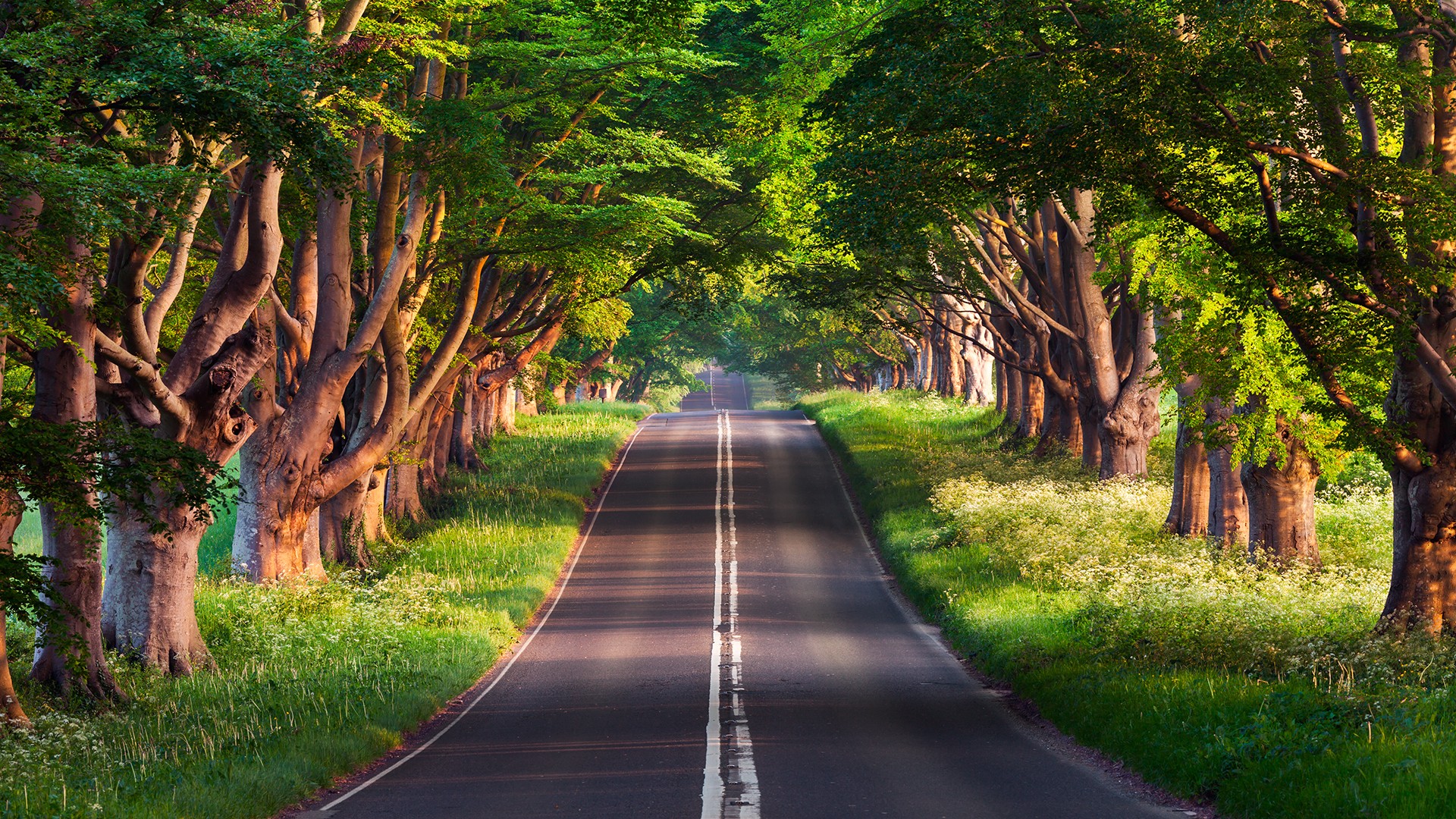 Бесплатное фото Автомобильная дорога вдоль старинных деревьев