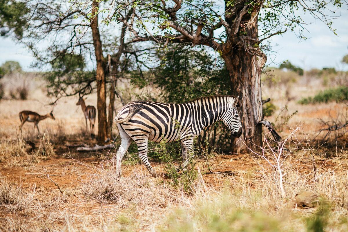 Zebra walking on safari