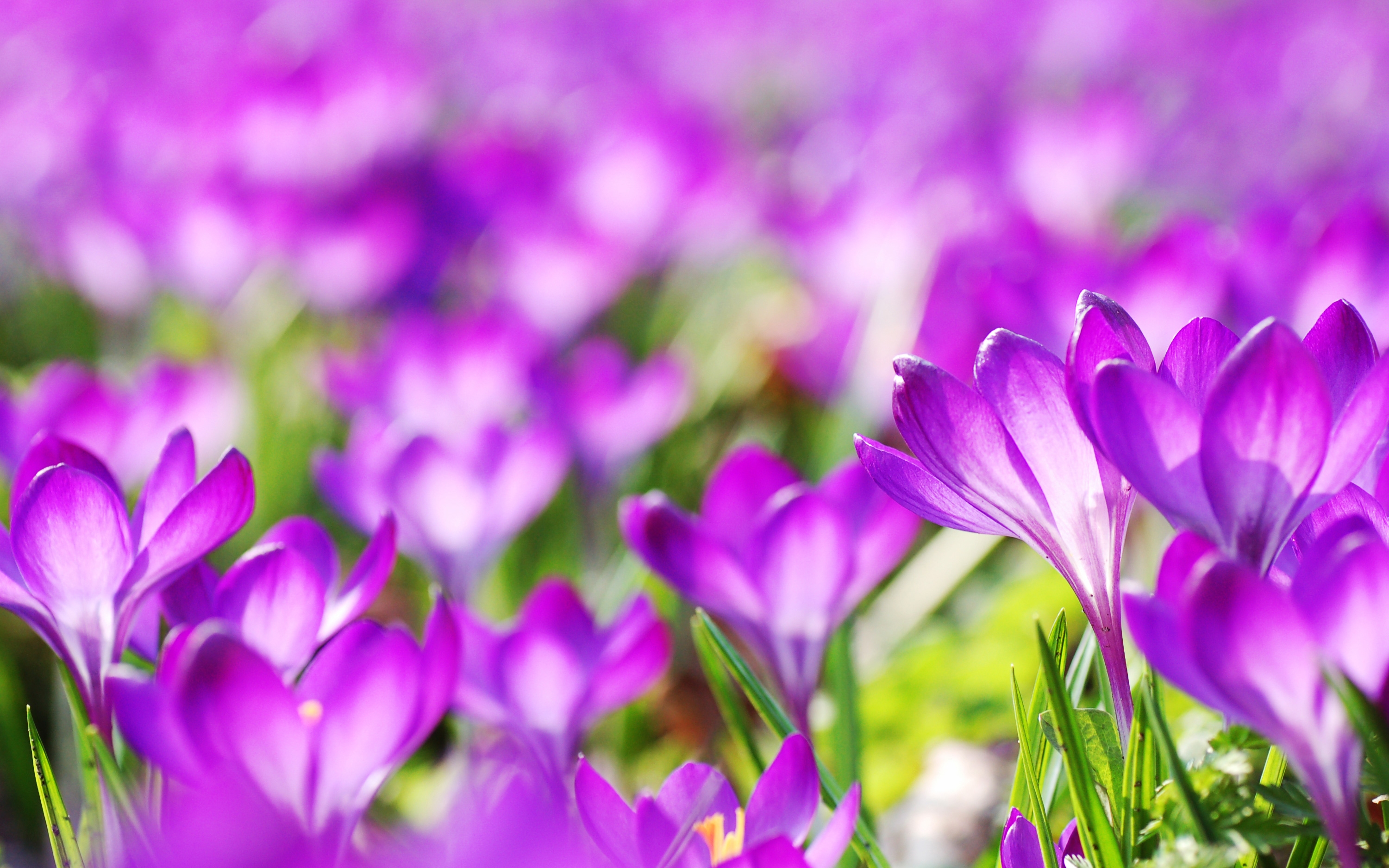 A field of purple crocus flowers