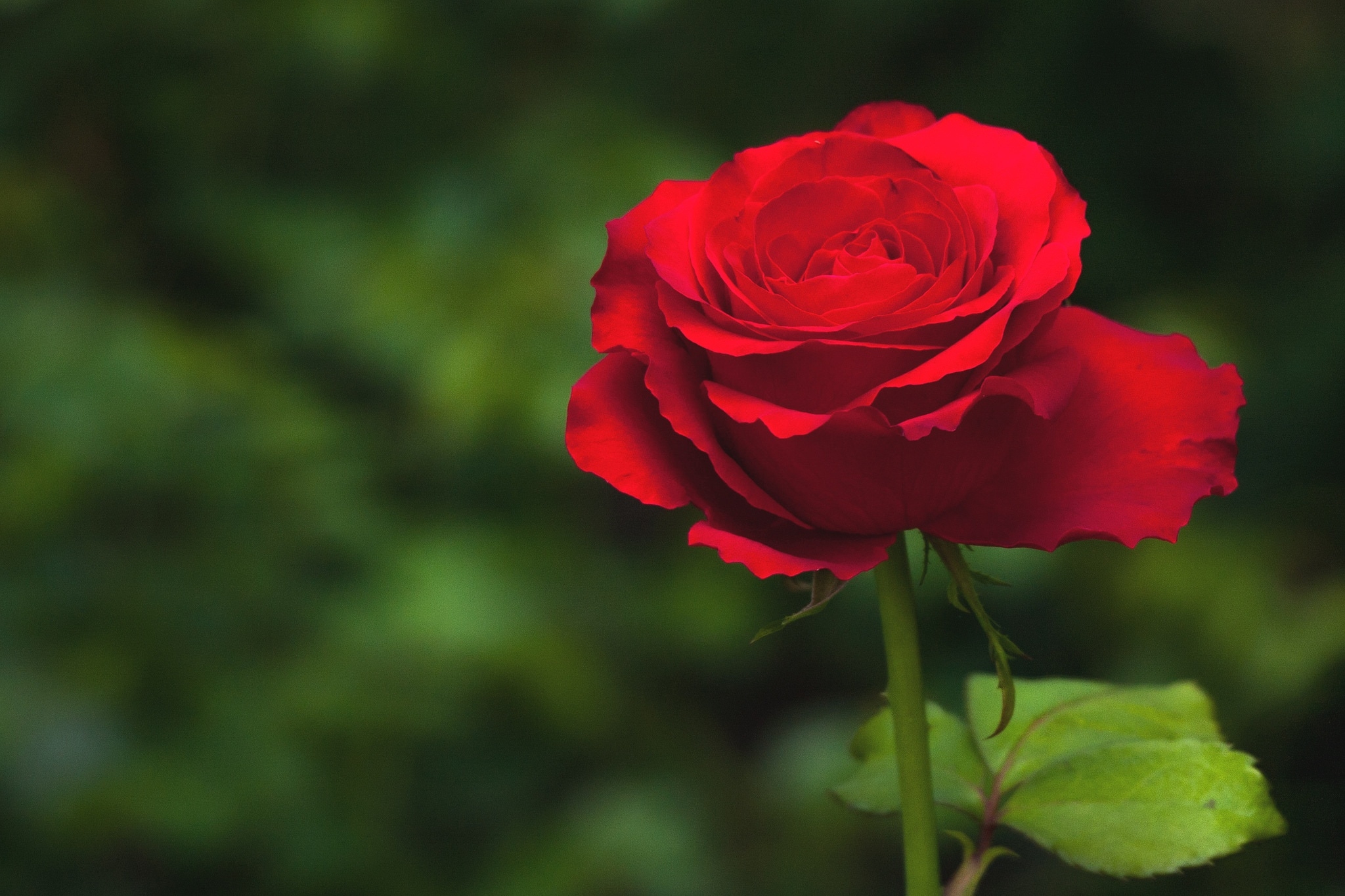 Free photo A lone red rose