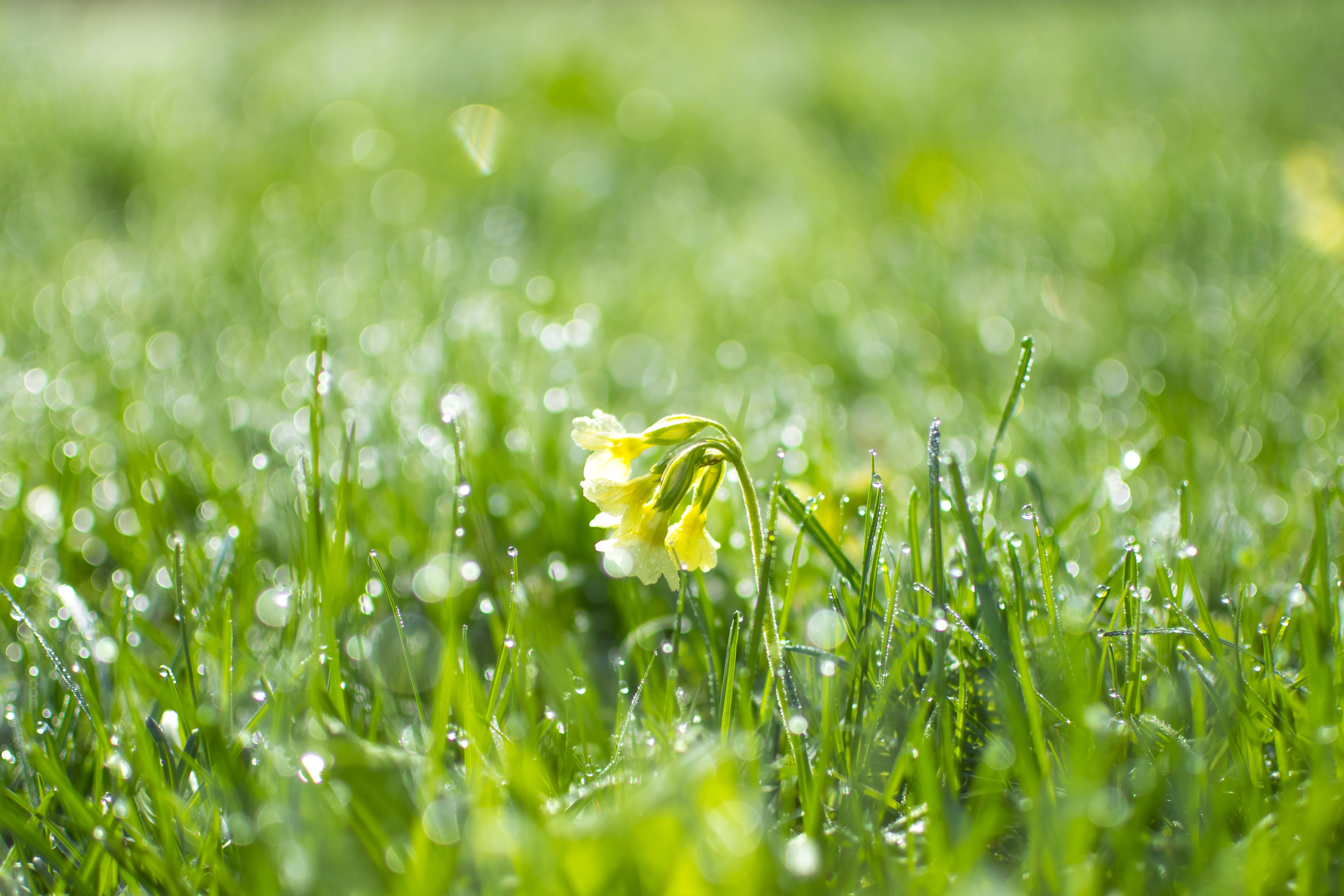 Бесплатное фото Зеленый газон в дождливую погоду