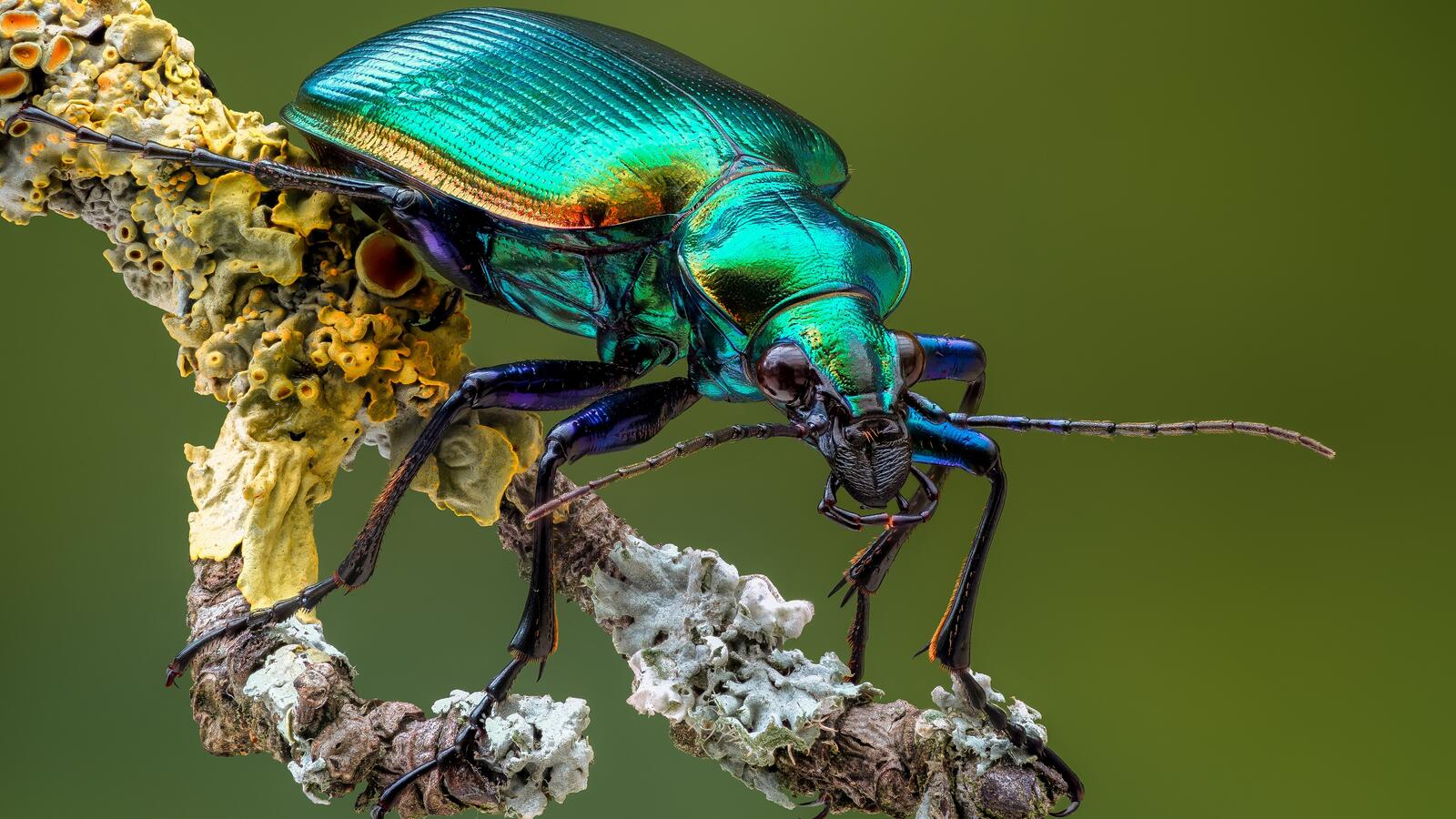 Free photo Beetle of the month!