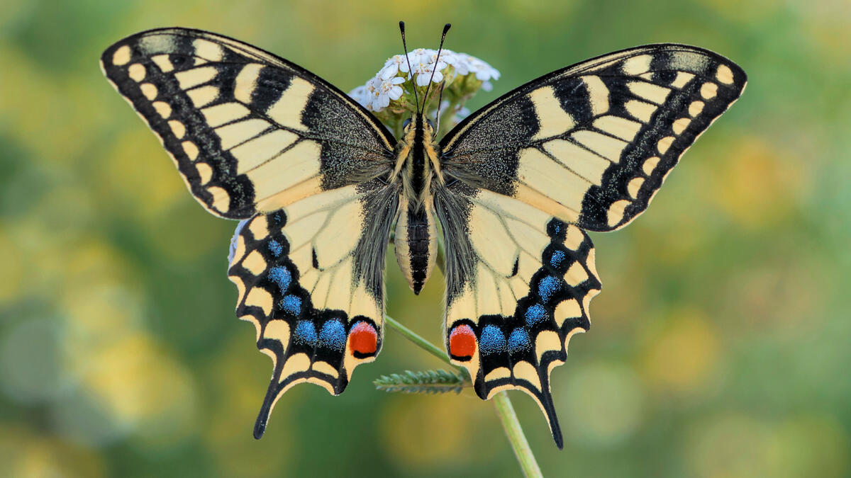 Here you can see the swallowtail butterfly