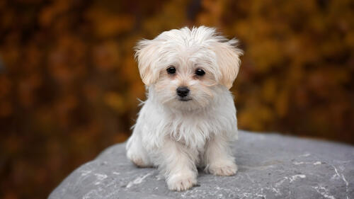 Cute white fluffy puppy