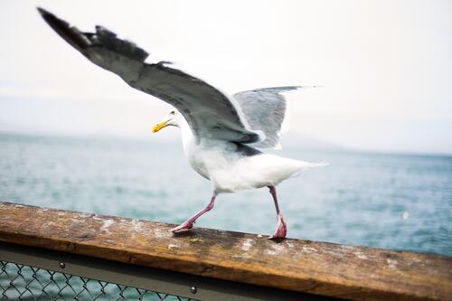 A seagull flapped its wings on the railing by the seashore