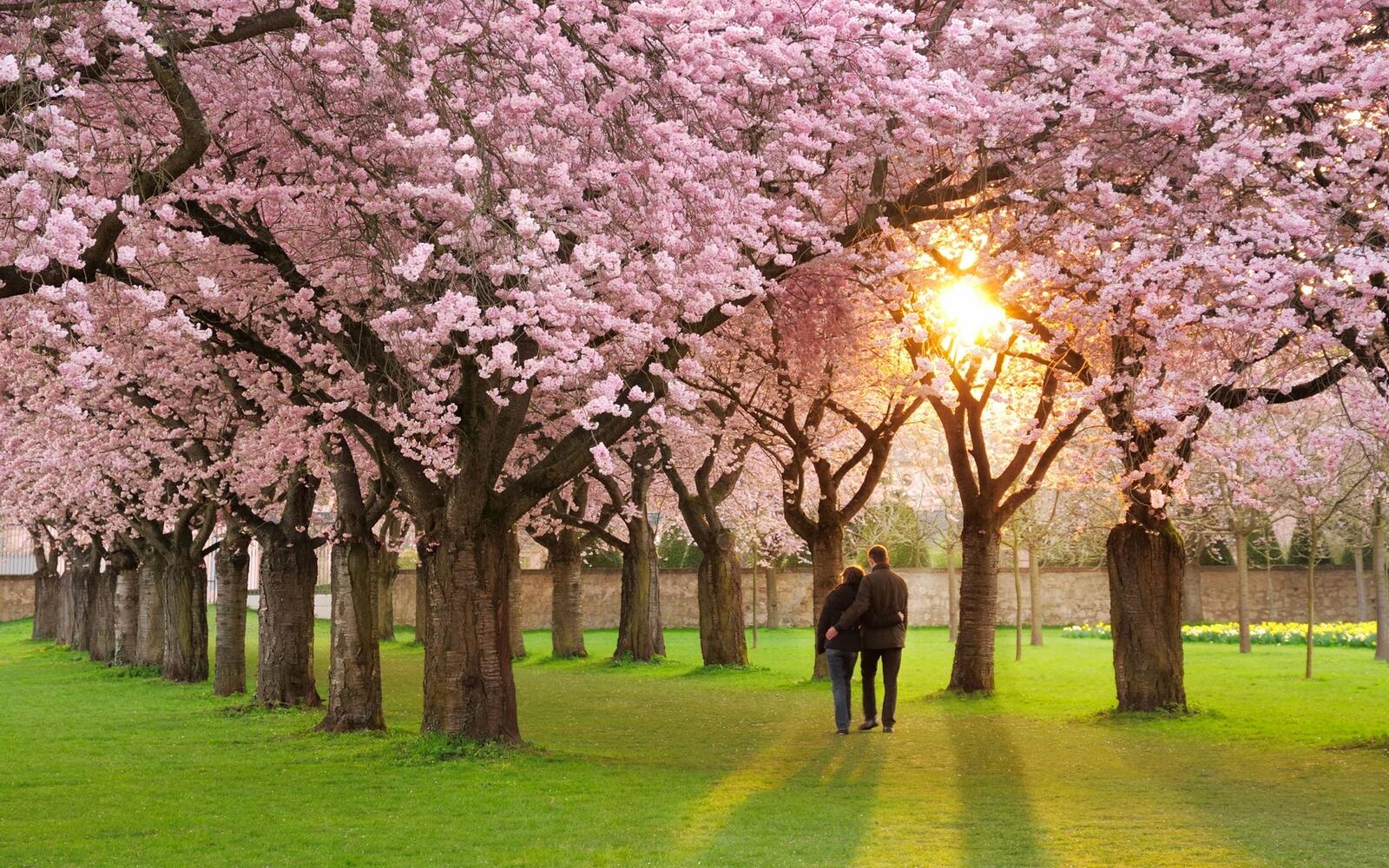Free photo A green meadow with blooming pink flowers on the trees
