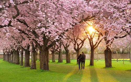 Зеленая полянка с цветущими розовыми цветами на деревьях