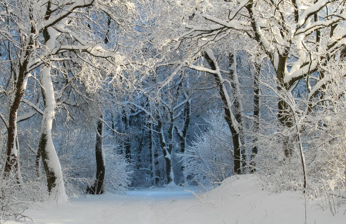 Entrance to a winter forest wrapped in snow