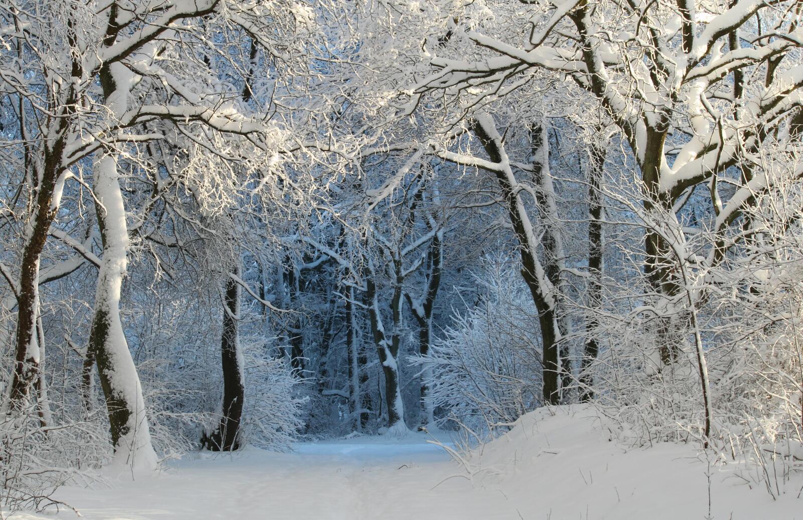 免费照片笼罩在雪中的冬季森林的入口处