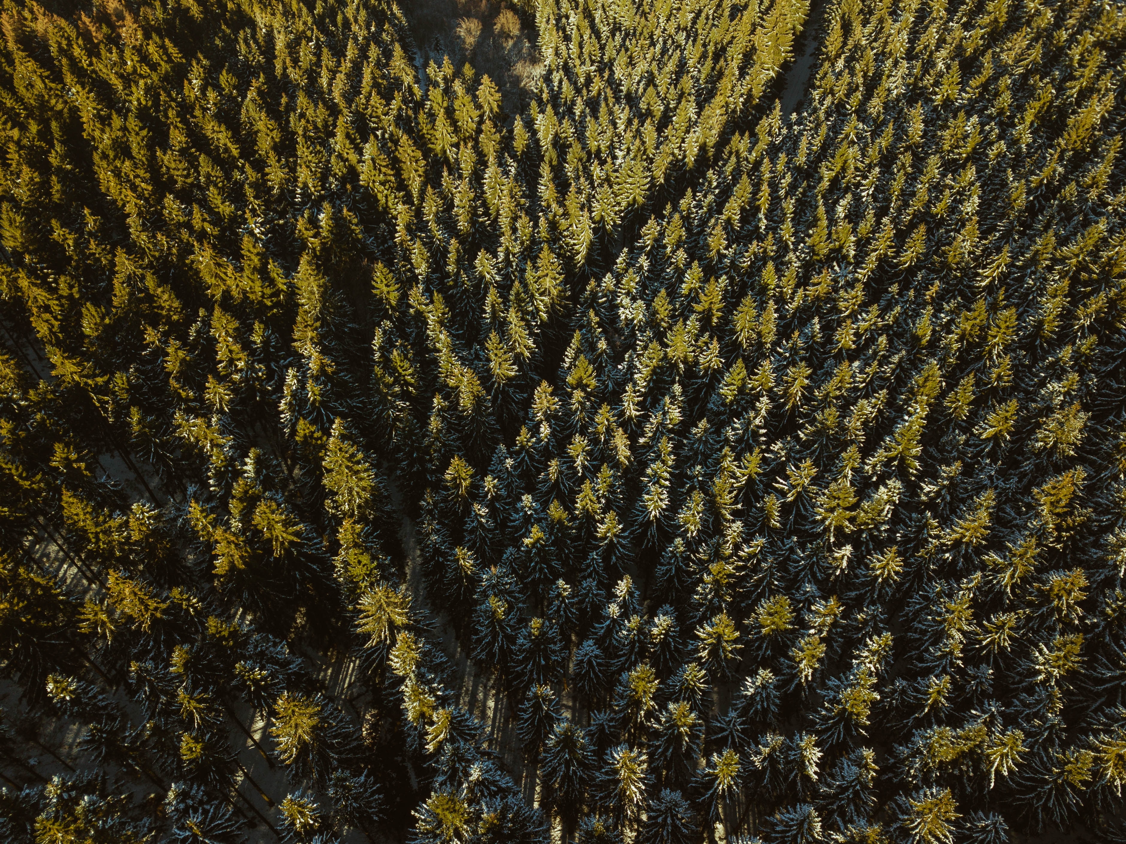 茂密的针叶林无人机拍摄的画面