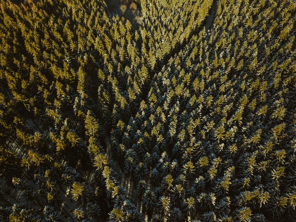 Dense coniferous forest drone footage