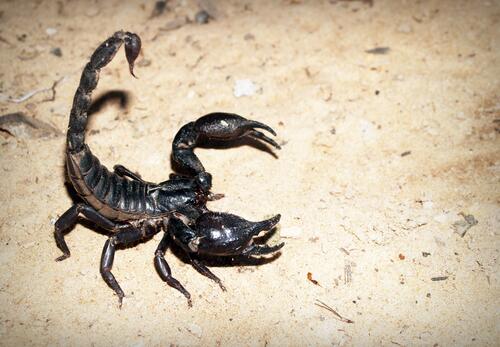 Черный скорпион на берегу пляжа