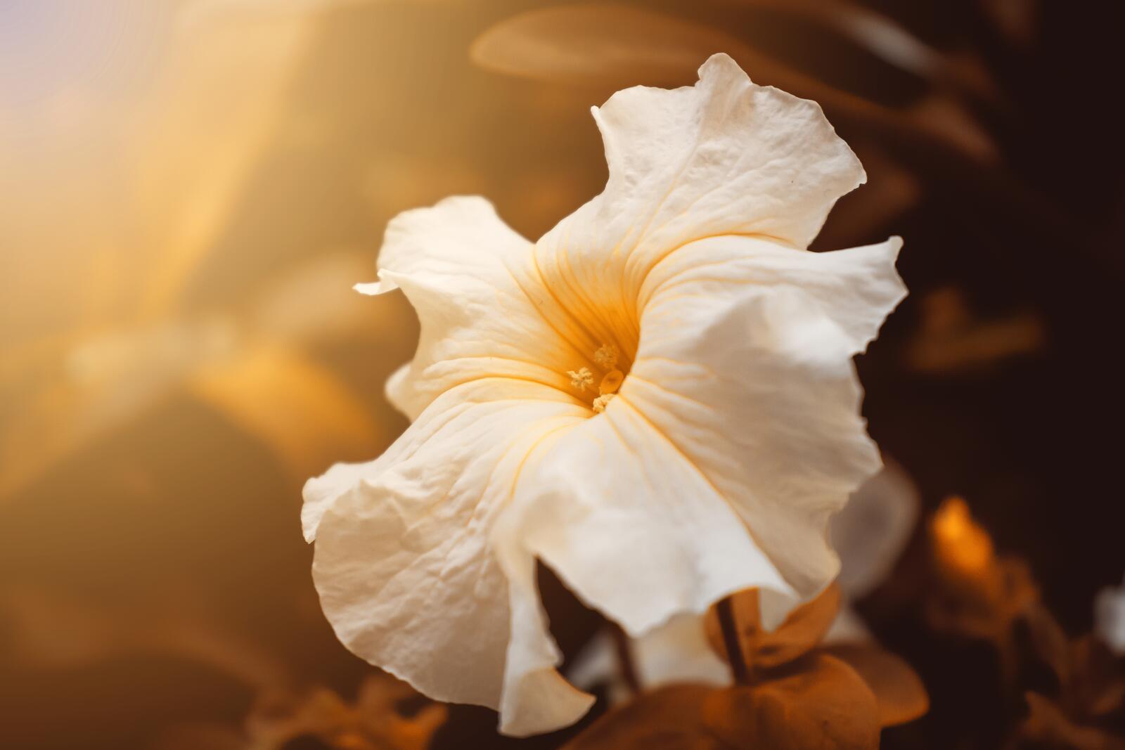 Бесплатное фото Цветок с нежными лепестками
