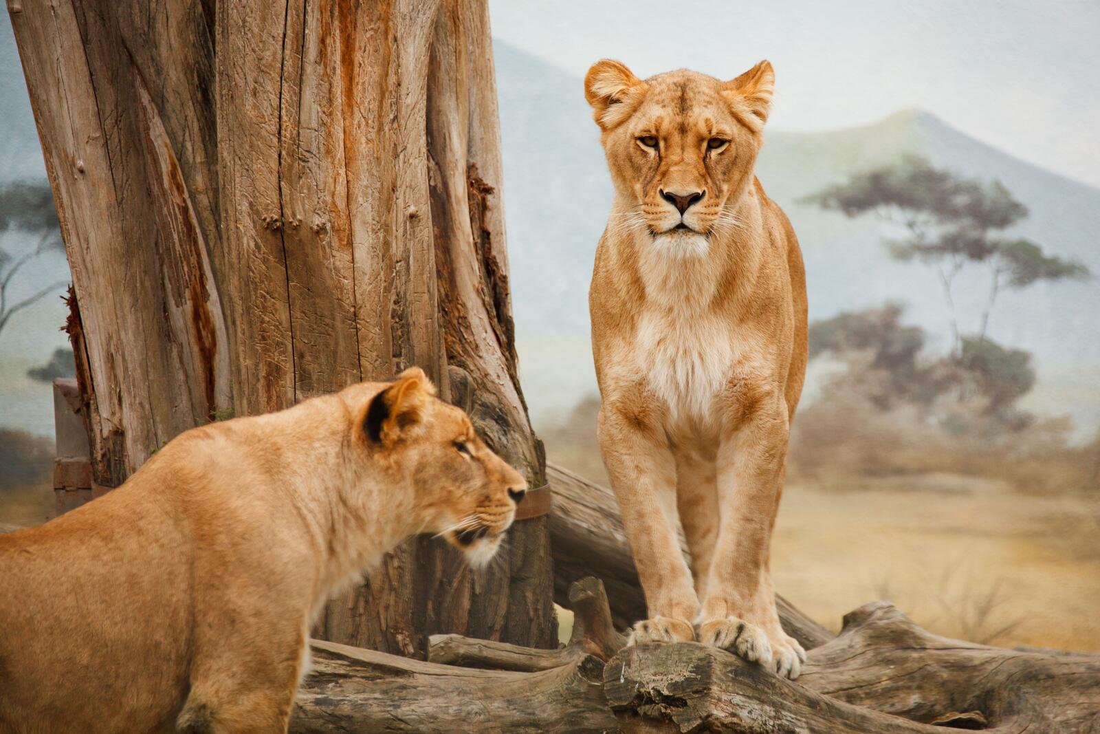 免费照片野生动物园里的两只母狮