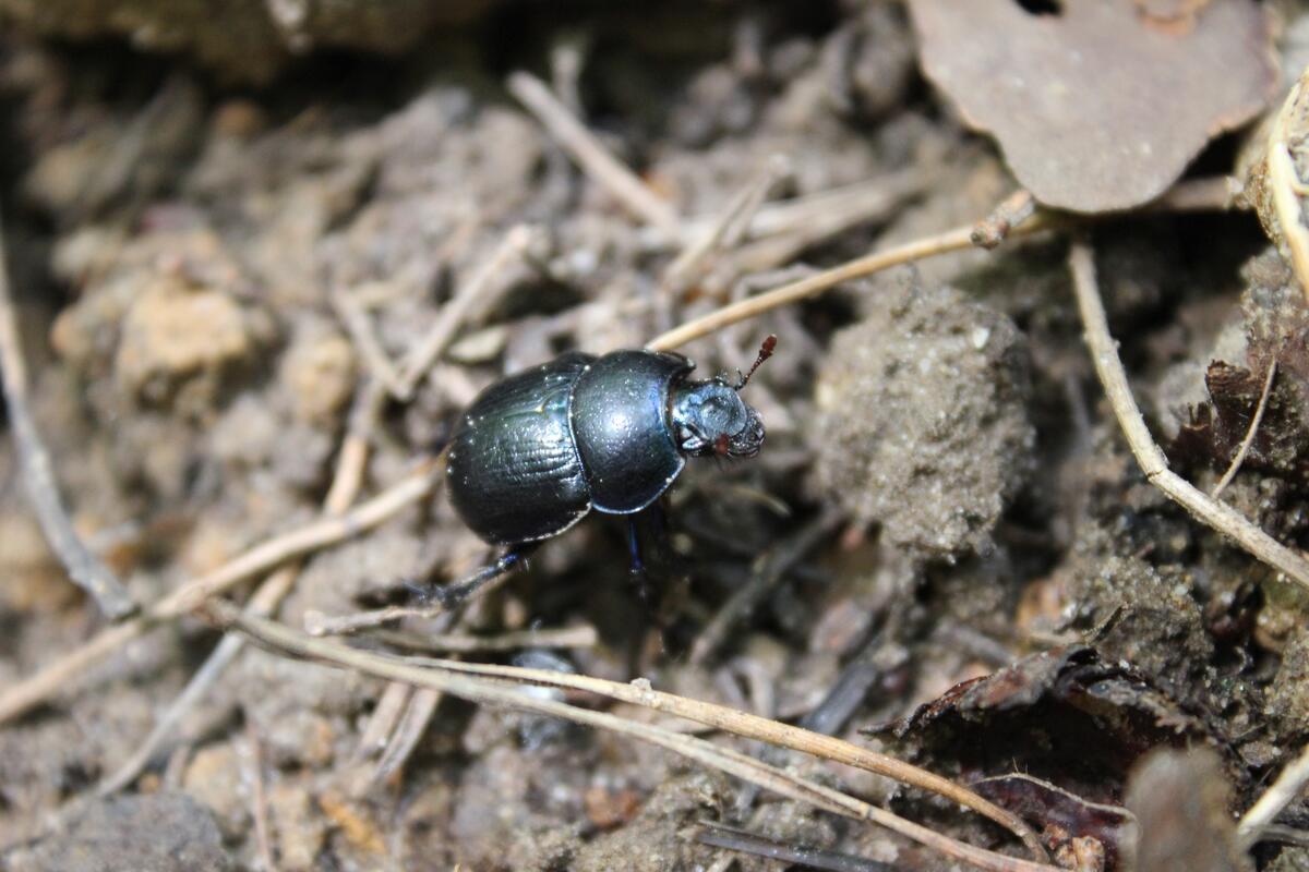 Black beetle on the ground