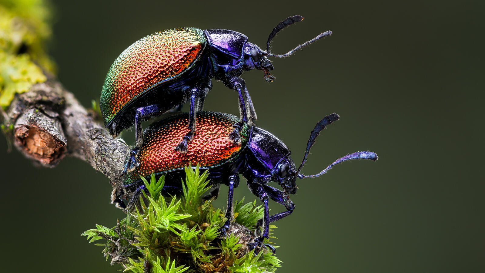 Бесплатное фото Два маленьких жука на ветке