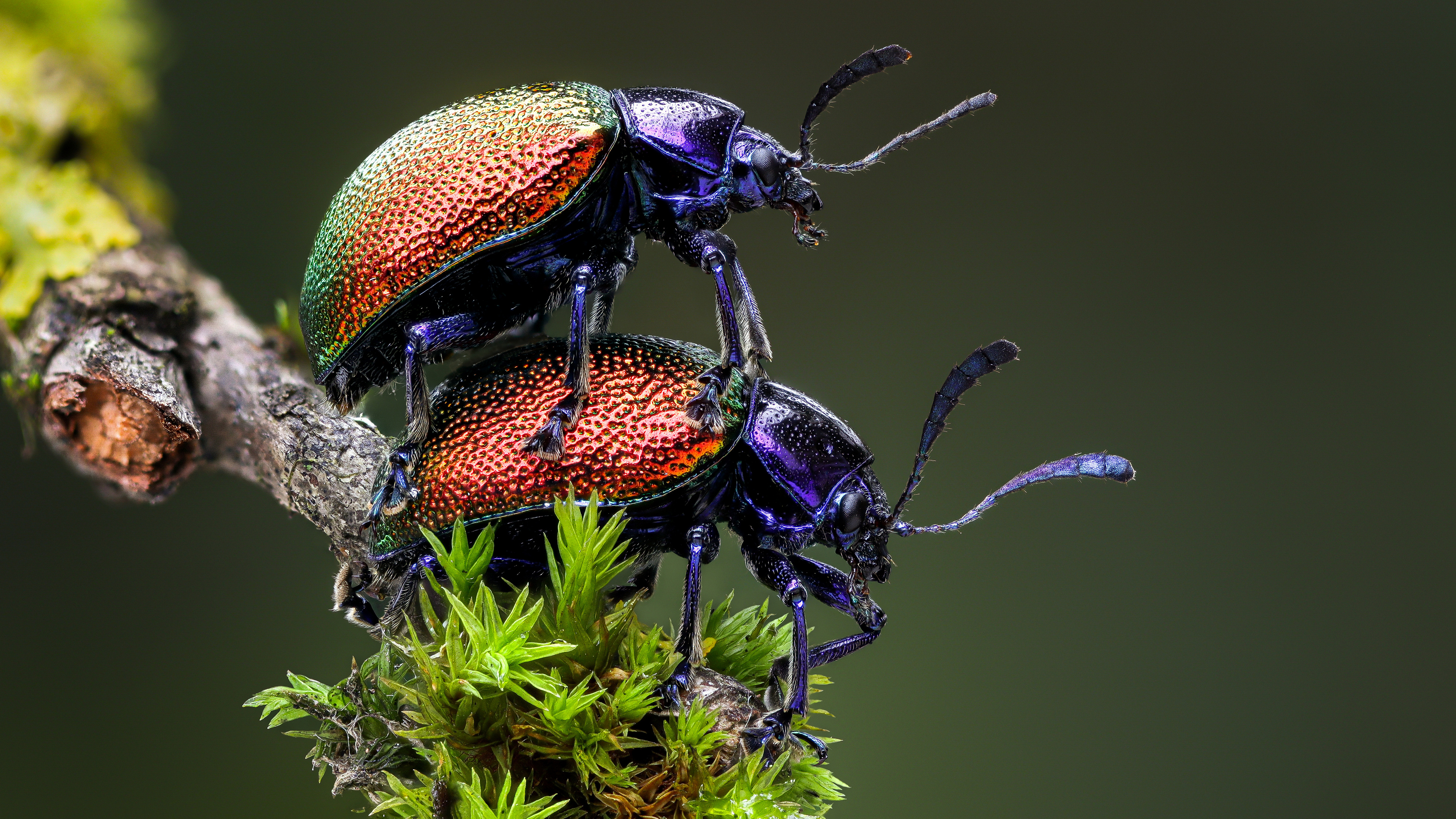 Бесплатное фото Два маленьких жука на ветке