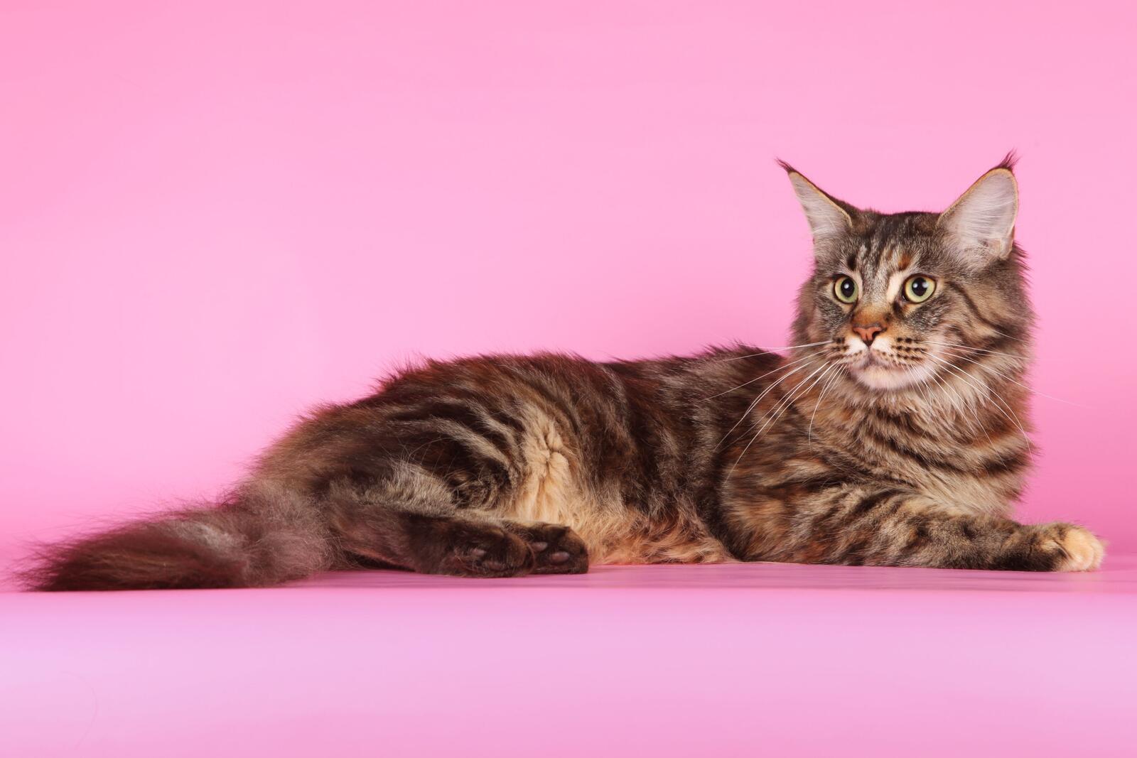 Бесплатное фото Пушистый кот на розовом фоне