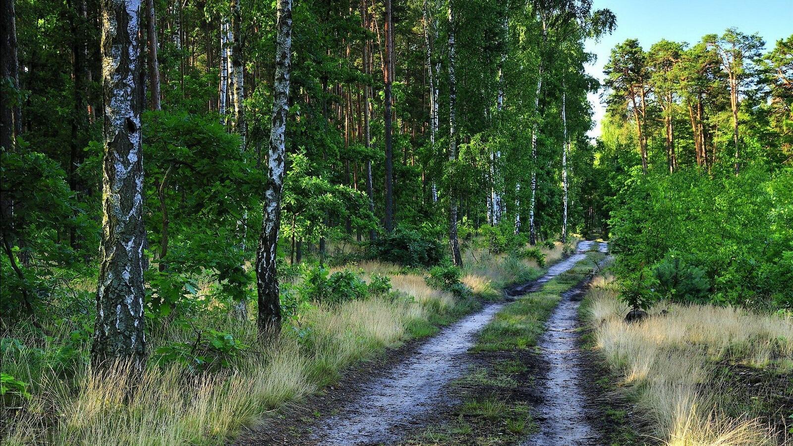 Бесплатное фото Автомобильная дорога в березовом лесу