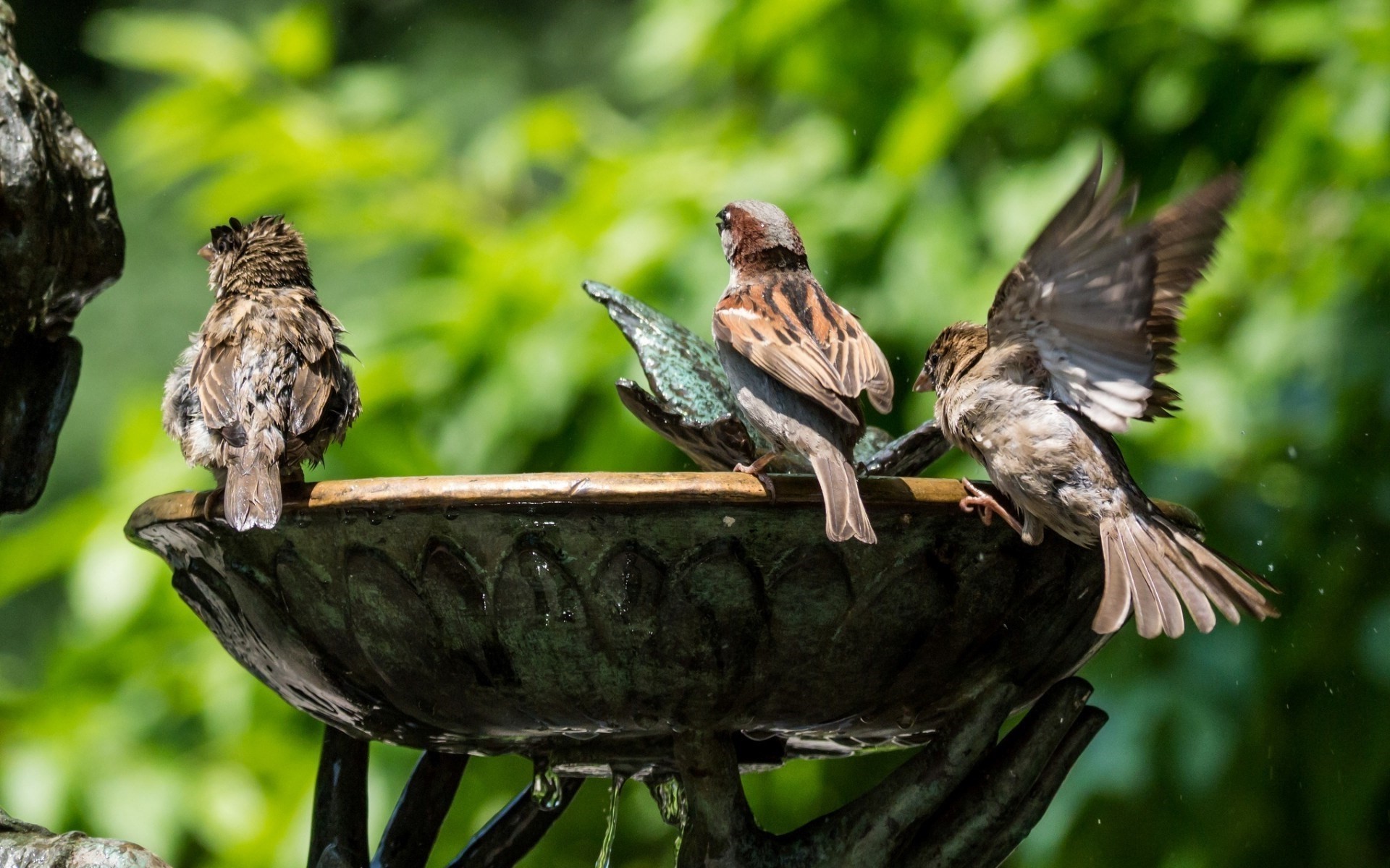 Птички пьют из чаши с водой