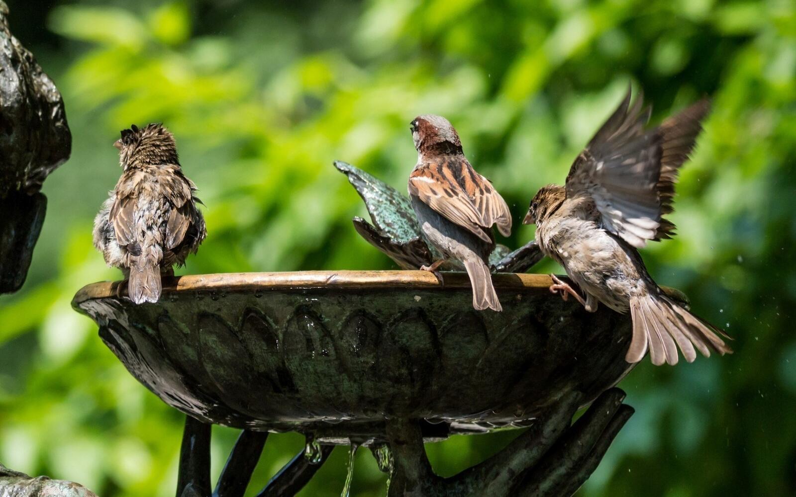Free photo Birds drink from a bowl of water.