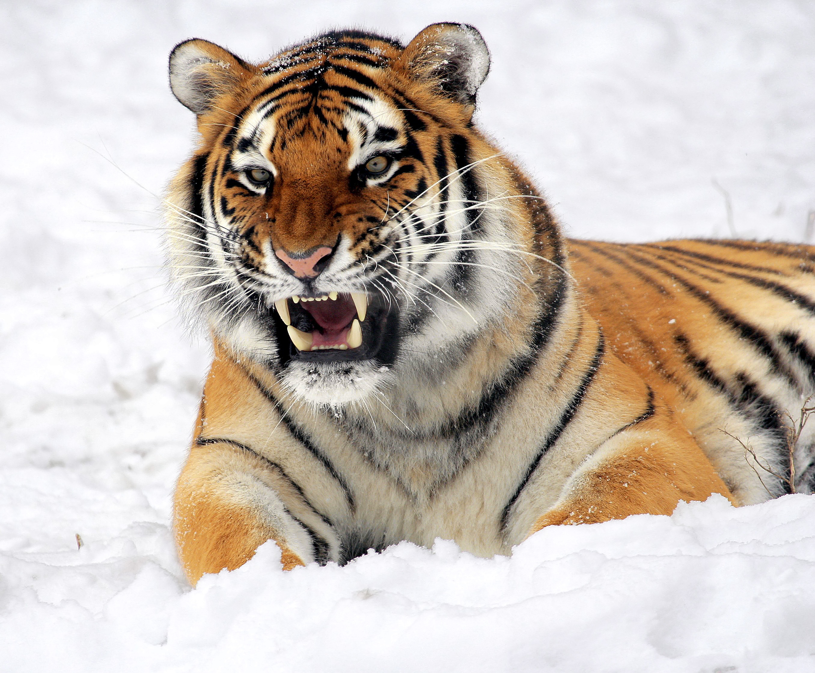 Сердитый тигр лежит на снегу