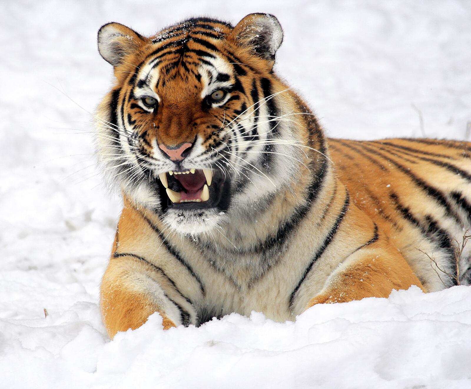Бесплатное фото Сердитый тигр лежит на снегу