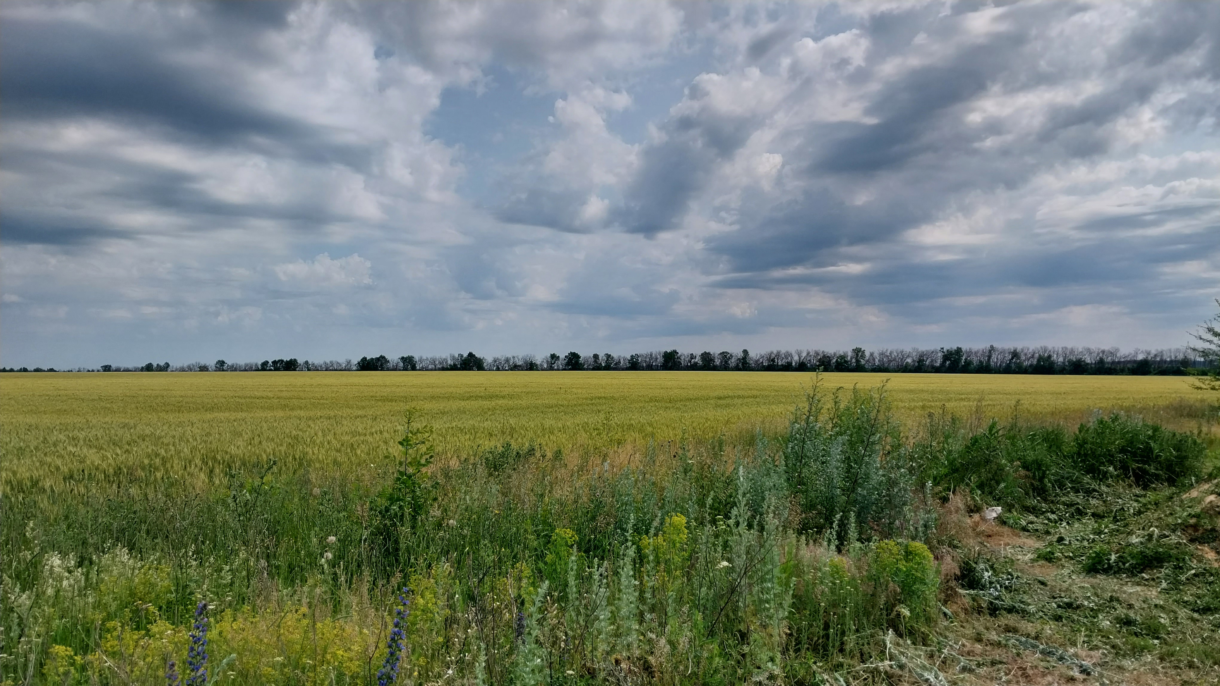 Бесплатное фото Кучевые облака над красивым полем