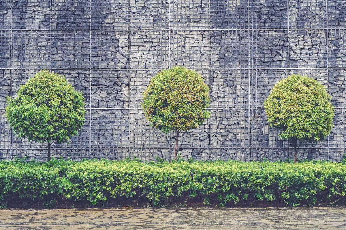 Зеленая листва у подножья стены
