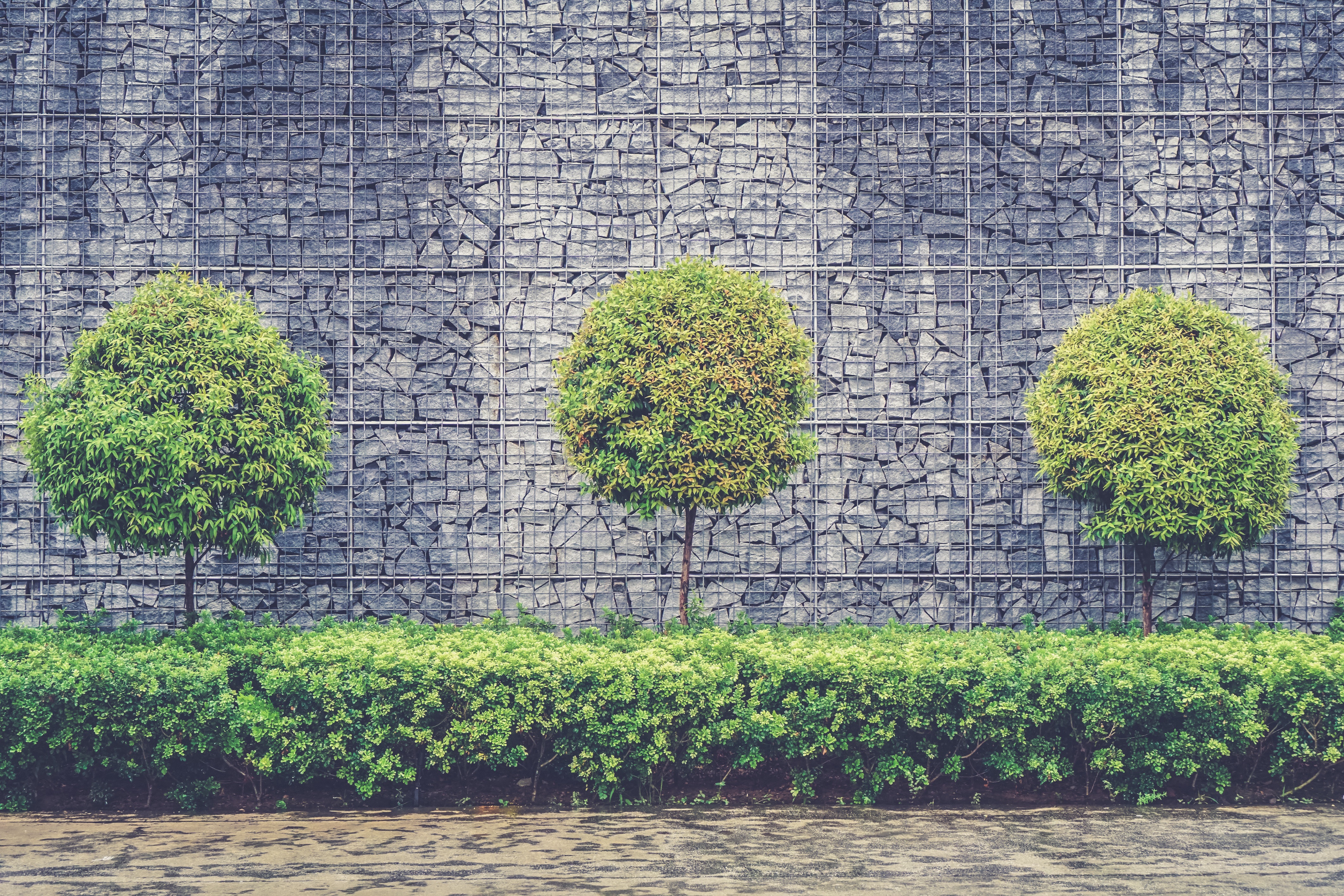 Бесплатное фото Зеленая листва у подножья стены