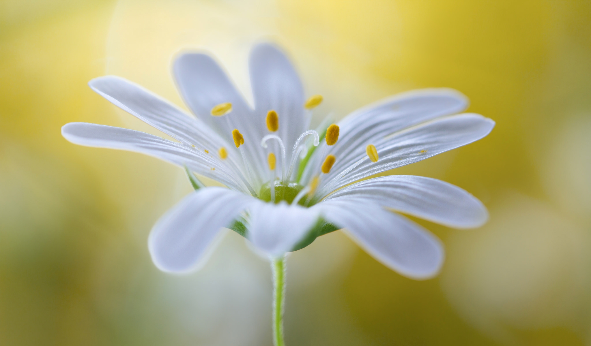 Бесплатное фото Белый цветочек на желтом размытом фоне