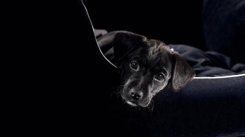 Black lop-eared dog