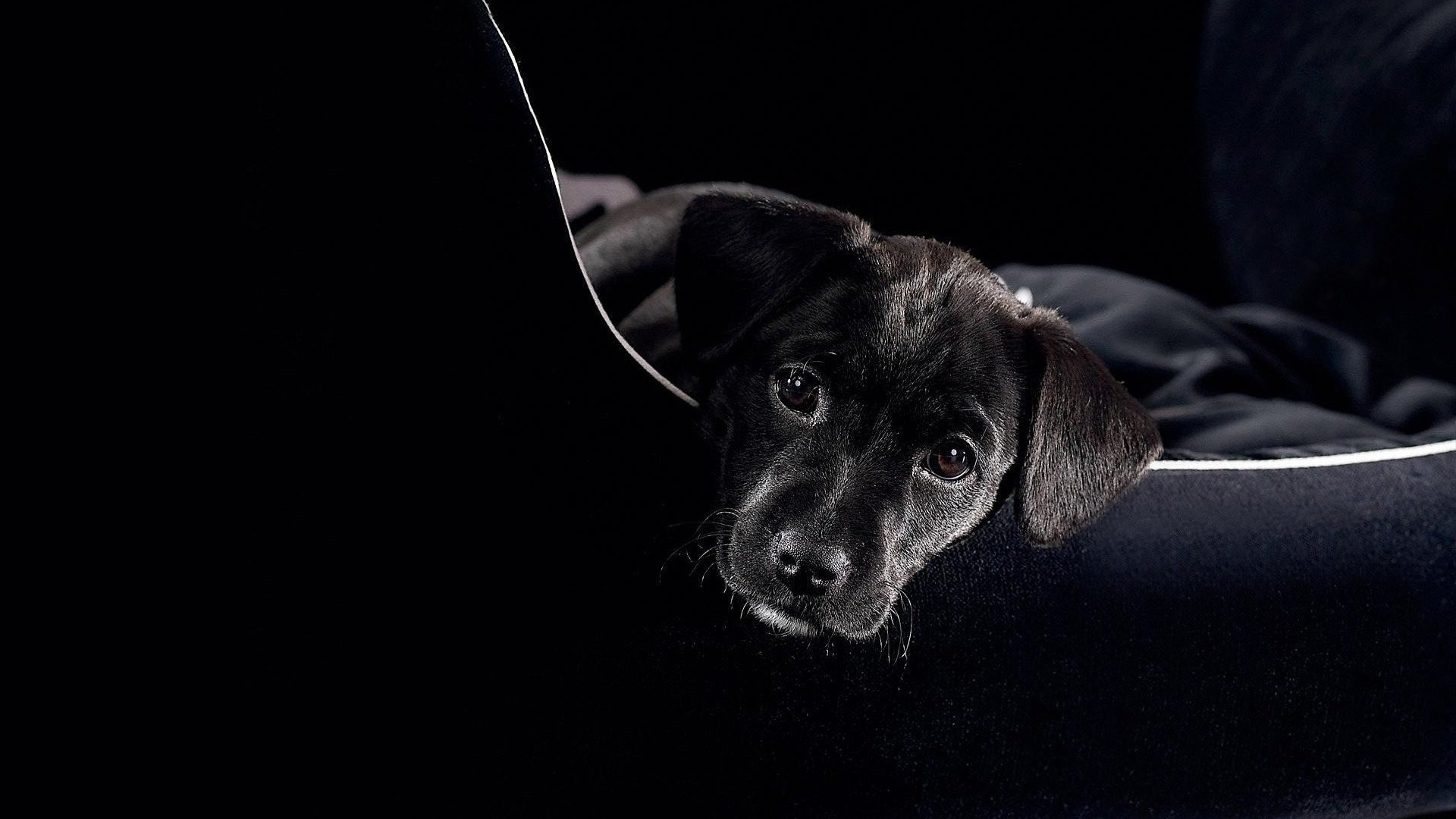 Free photo Black lop-eared dog
