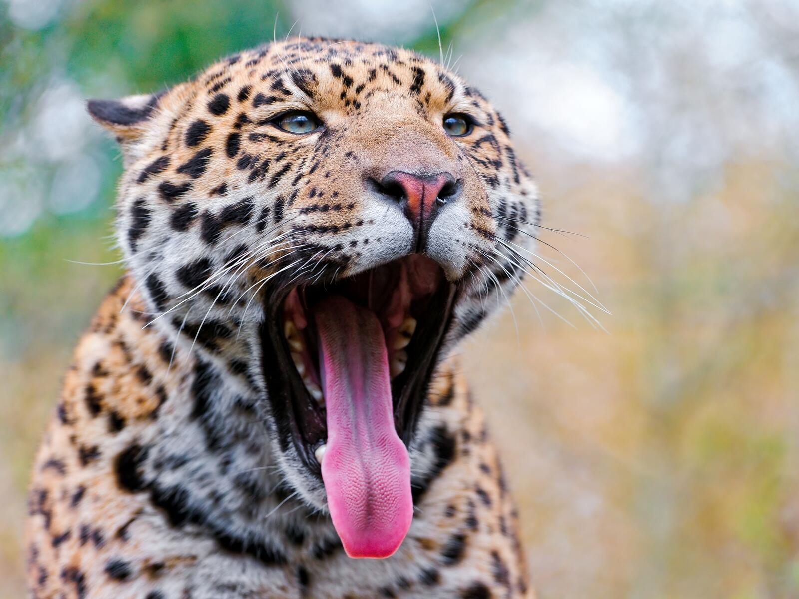 Free photo Yawning jaguar
