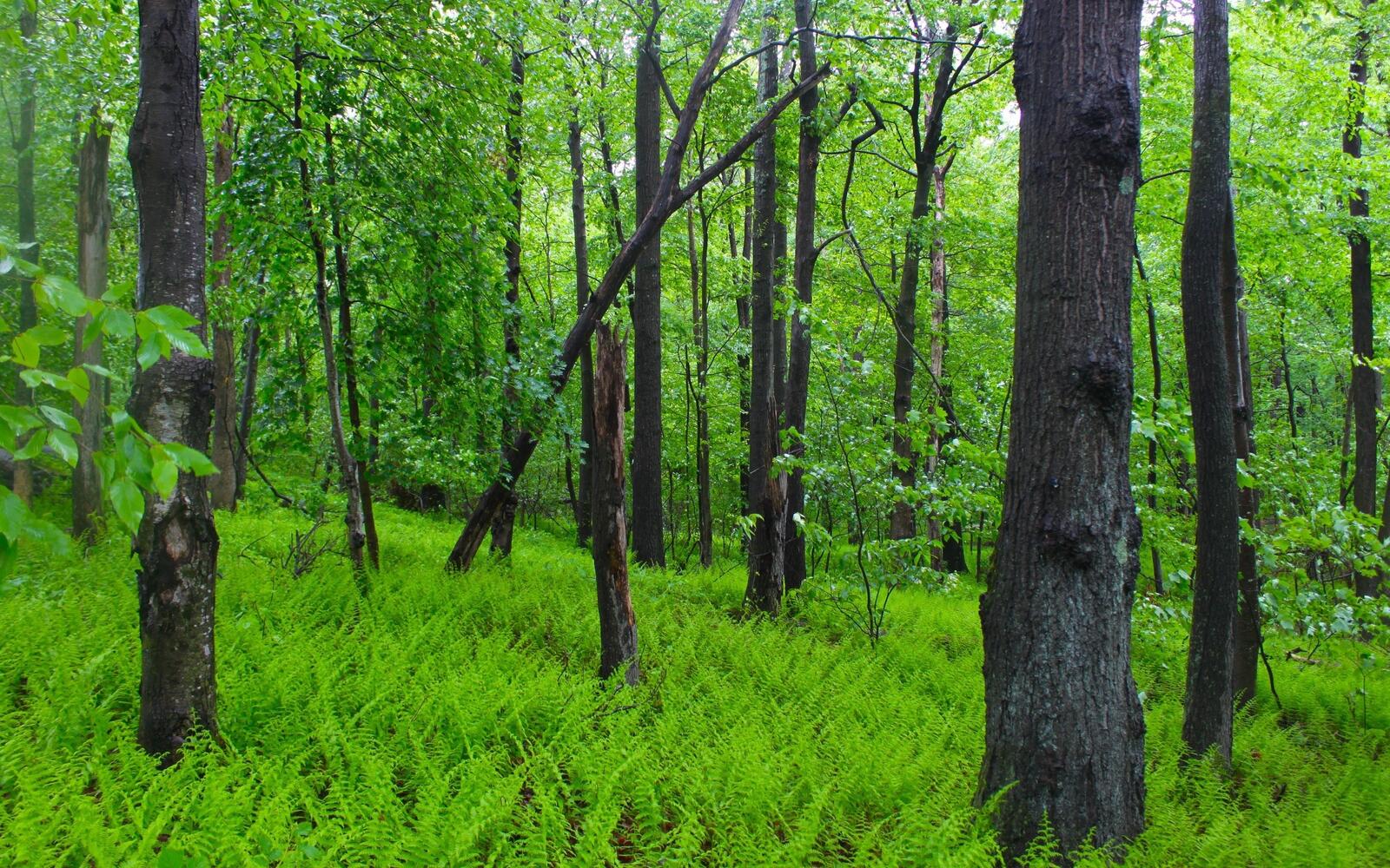 Бесплатное фото Яркий зеленый лес