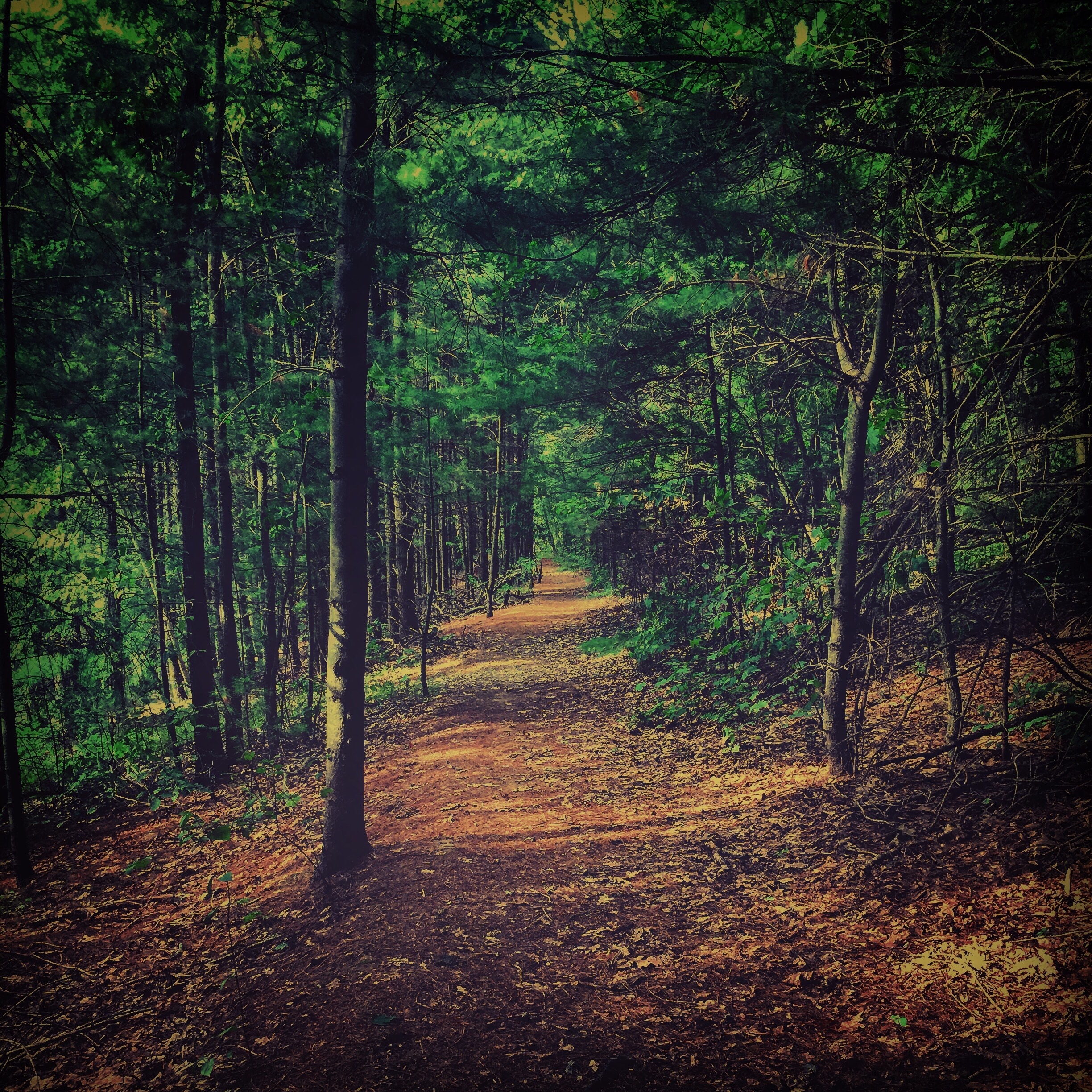 Free photo Forest path