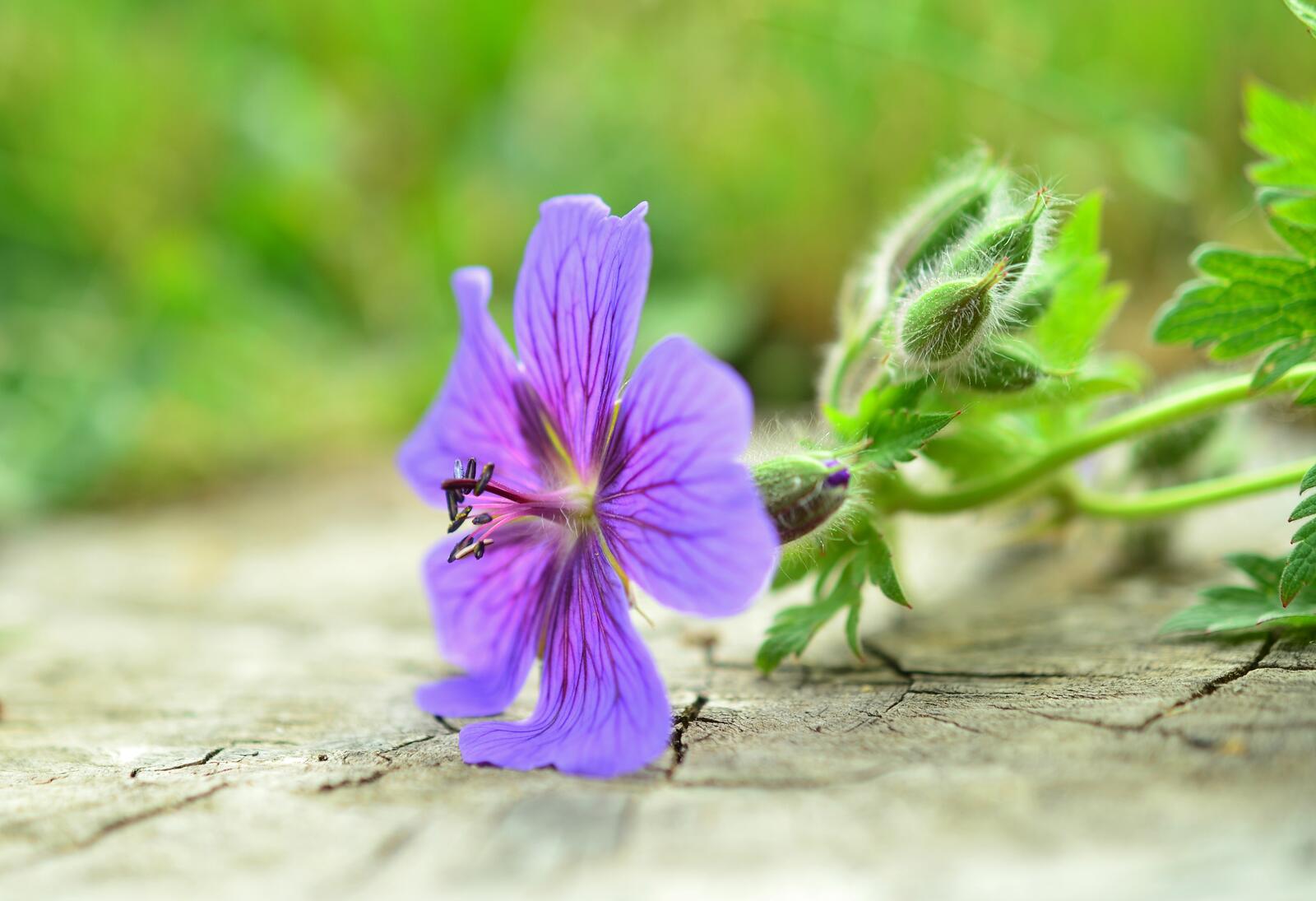 免费照片紫花