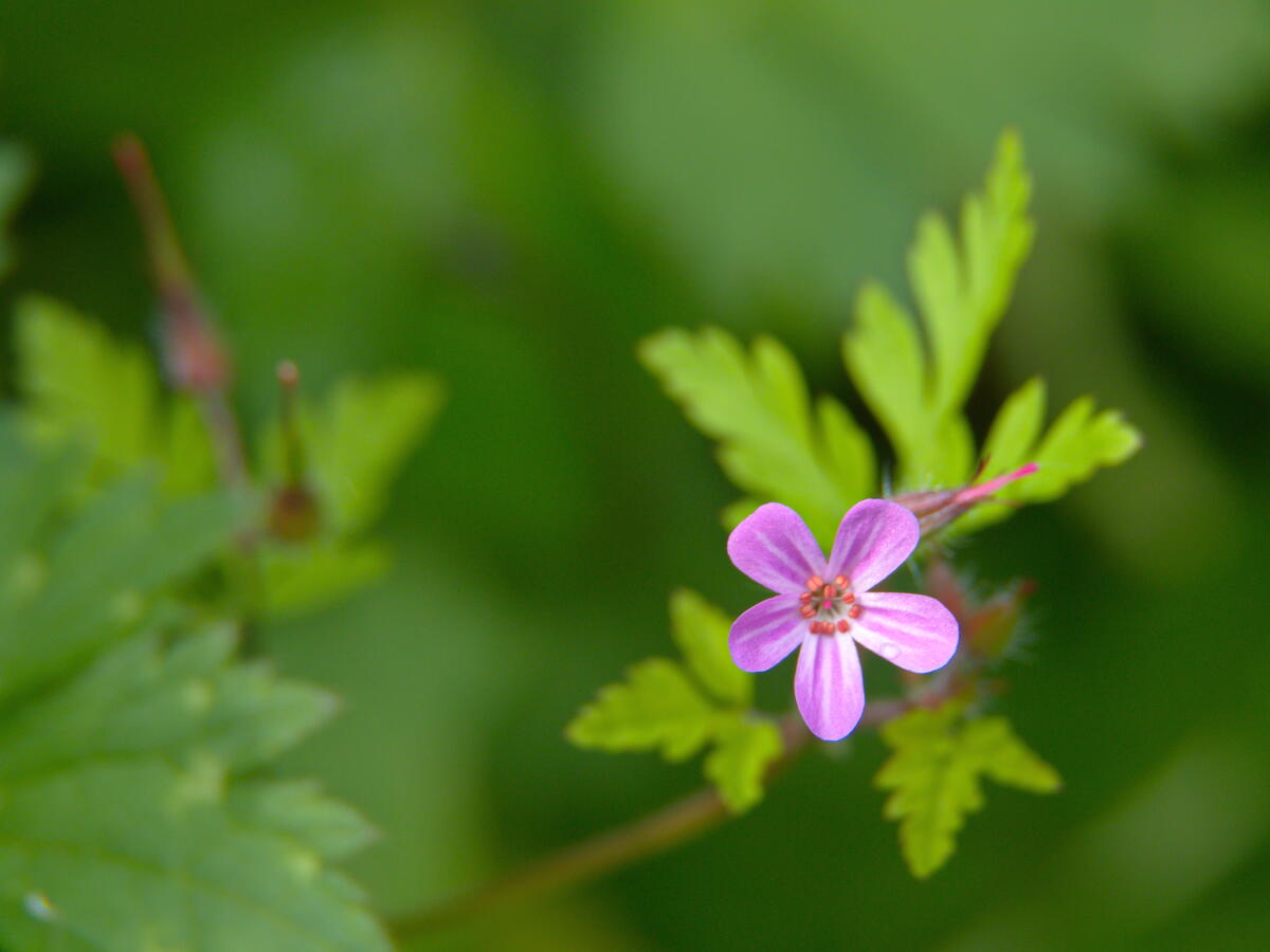 A small pink flower on a branch with green leaves