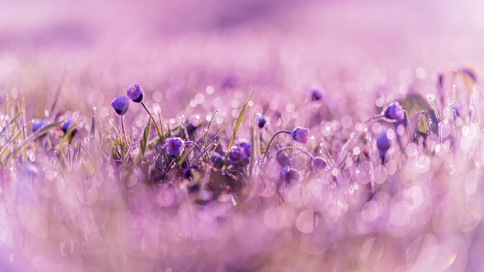 Бесплатное фото Кустарник с маленькими фиолетовыми цветами с капельками росы на лепестках