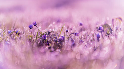 Кустарник с маленькими фиолетовыми цветами с капельками росы на лепестках