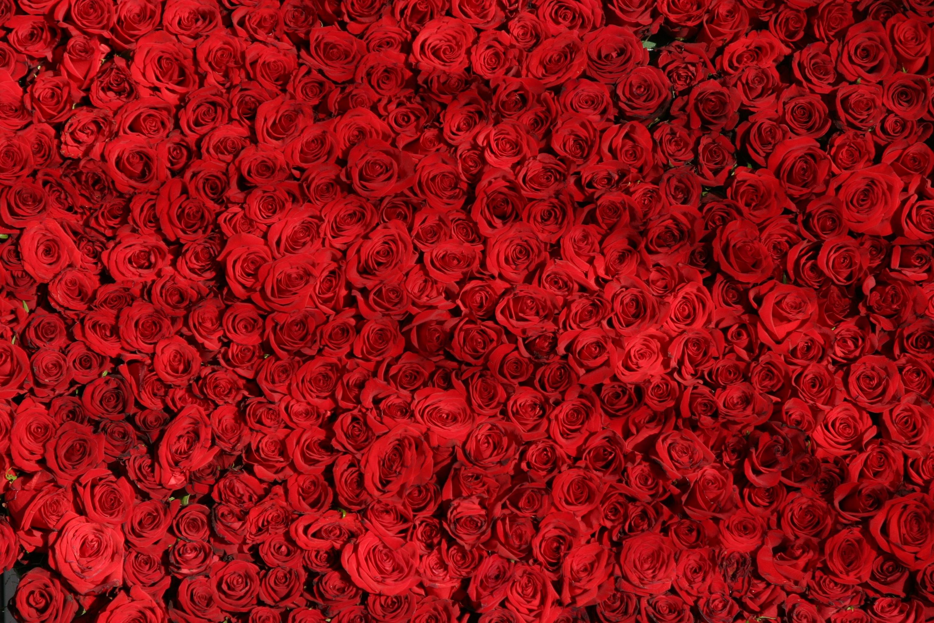 A million scarlet roses