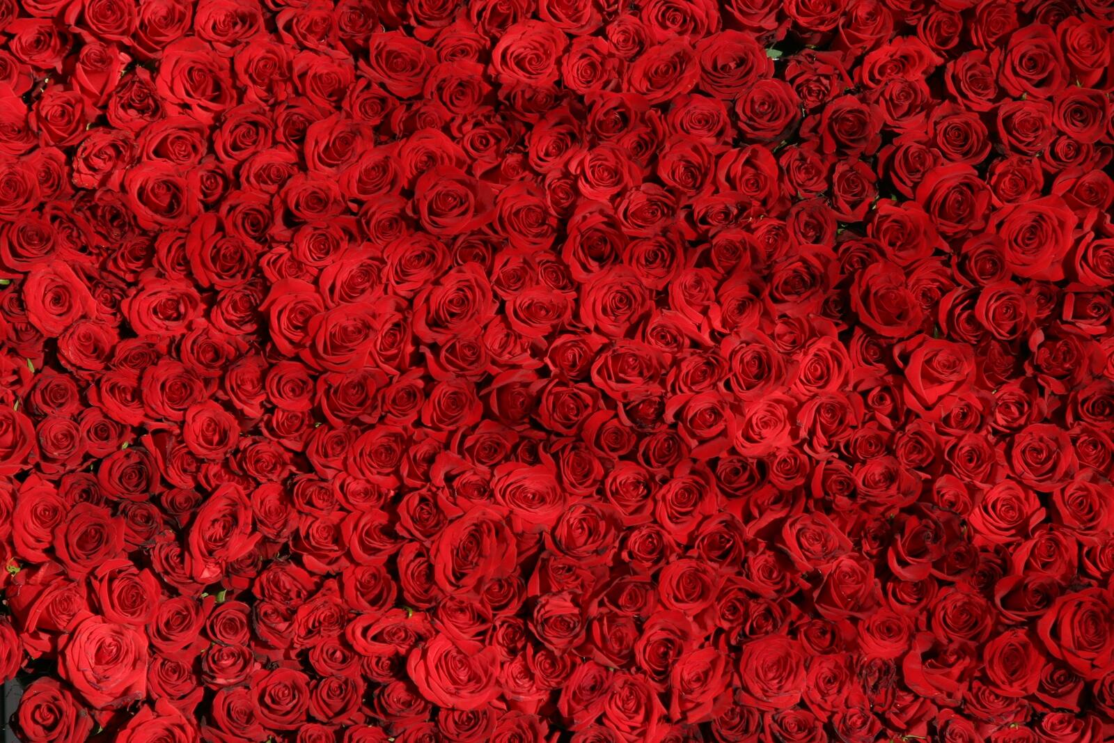 免费照片百万朵绯红玫瑰