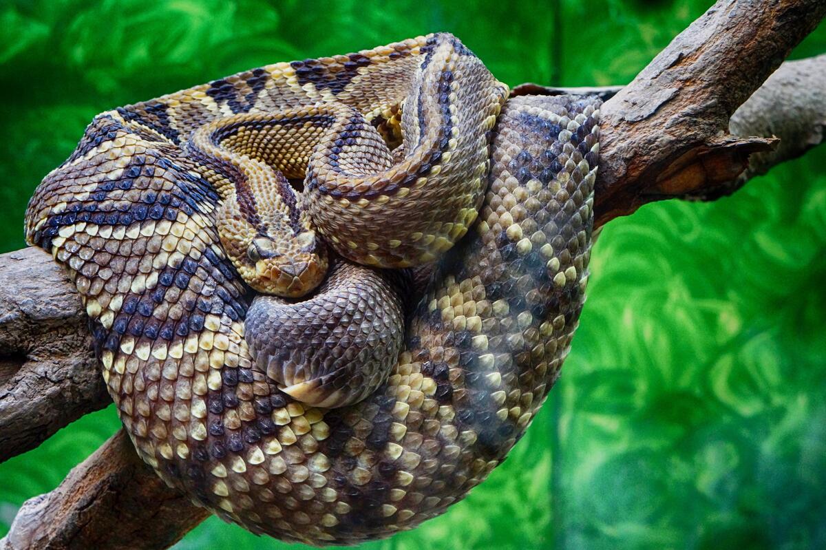 A rattlesnake wrapped in a ball on a large tree branch