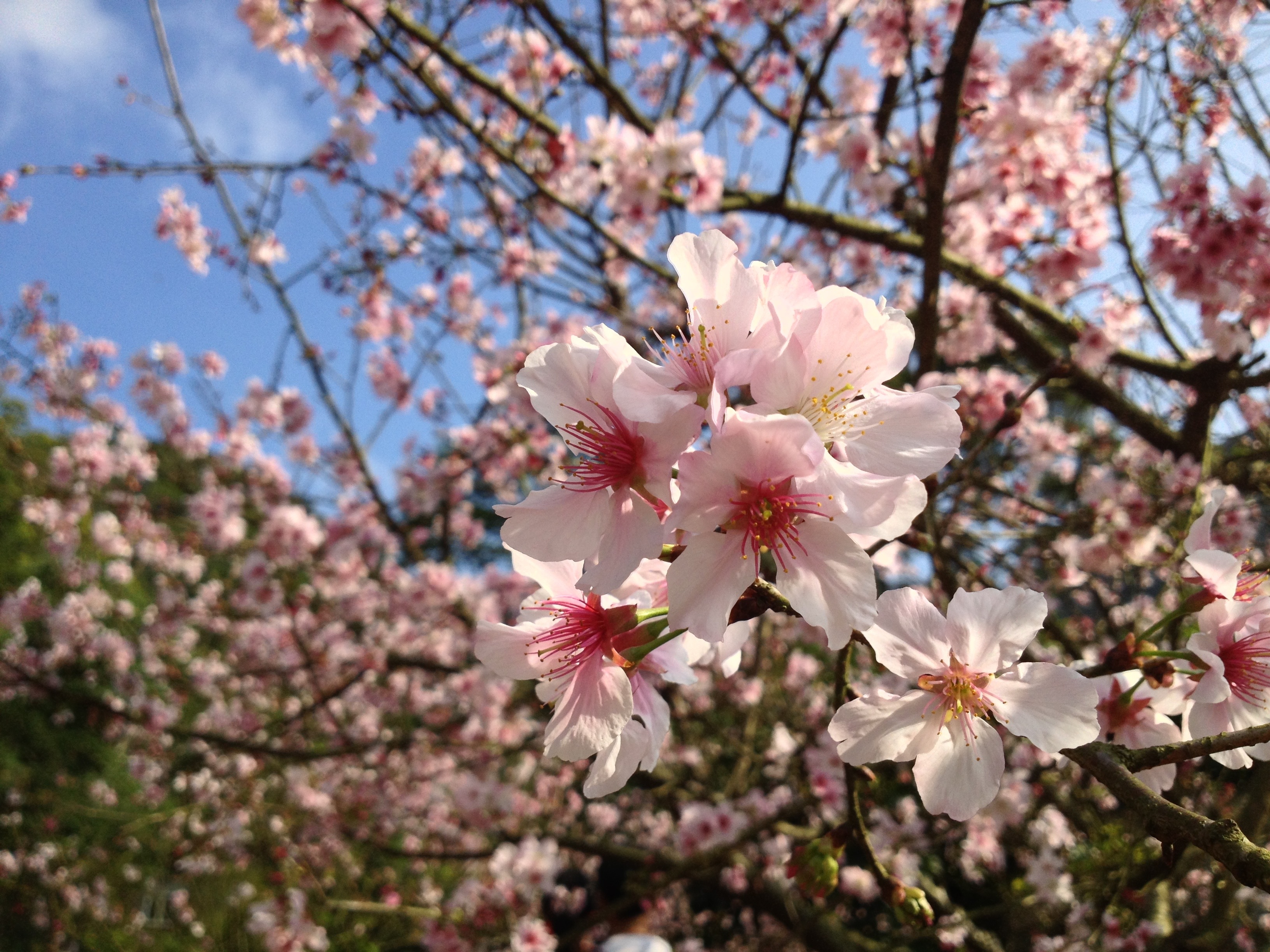 Бесплатное фото Ветка дерева с розовыми цветами